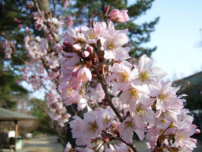 桜の写真